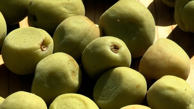 梅の天日干しが最盛期 3日3晩乾燥させ、うま味や香りを凝縮させる 9月上旬に販売【岡山】|TBS NEWS DIG