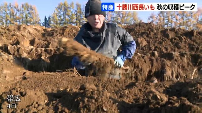 とろろや千切りでどうぞ…甘みと粘りが強いのが特徴「十勝川西長いも」の収穫が最盛期 1メートル超の溝から手作業で掘り出し 北海道帯広市|TBS NEWS DIG