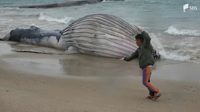 海岸にクジラ打ち上げられる 体長約9.4m ザトウクジラのメスの子どもか 県や市が対応検討＝静岡・下田市|TBS NEWS DIG