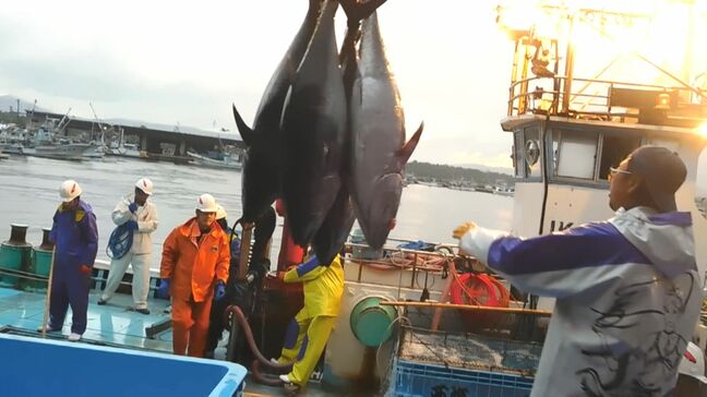 「マグロの王様」クロマグロの資源管理をめぐる国際会議が富山で始まる 将来の資源量の目標設定など話し合い|TBS NEWS DIG