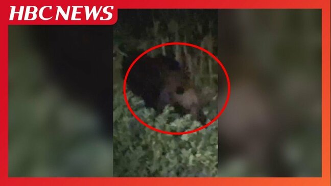 家庭菜園にクマ出没、スイカを食い荒らす映像 体長約1.5mがくわえて…フライパンをたたいて追い払う 食害にあった女性「信じられなかった」北海道江差町|TBS NEWS DIG