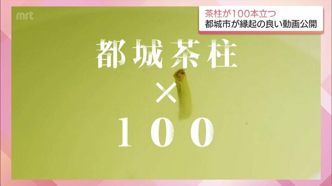 「日本茶の日」に茶柱100本　都城市が”たぶん日本一縁起のいい”ウェブCMを公開　内田真礼さんがナレーションを担当|TBS NEWS DIG