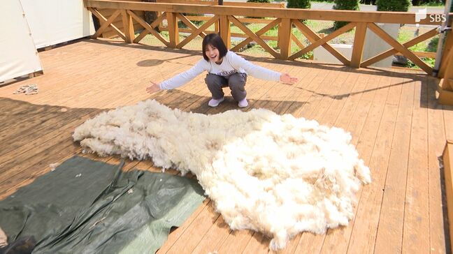 熱中症を防ぐ“羊の毛刈り”を体験「まかいの牧場」GWの観光客でにぎわう=静岡・富士宮市【くるちゃんさんぽ】|TBS NEWS DIG