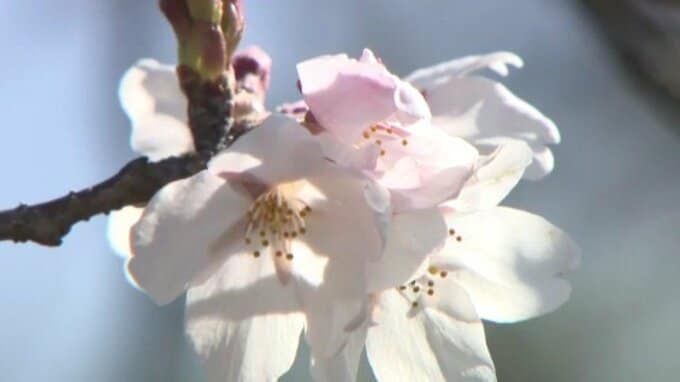 松山のサクラ満開【愛媛】|TBS NEWS DIG