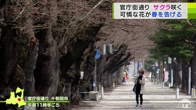 「やっぱりきれい」『日本の道・百選』にも選ばれた青森県十和田市の『官庁街通り』にサクラ　1.1kmにわたって155本のサクラの木　|　青森のニュース│ATV NEWS│青森テレビ