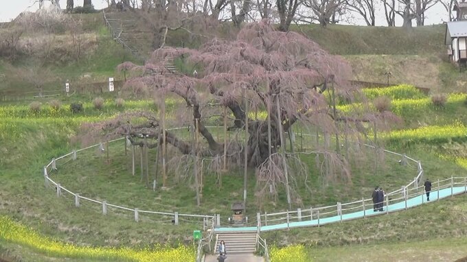 【開花】三春滝桜、5輪以上の開花確認　見頃は今度の土日か　福島・三春町　|　福島のニュース│TUF