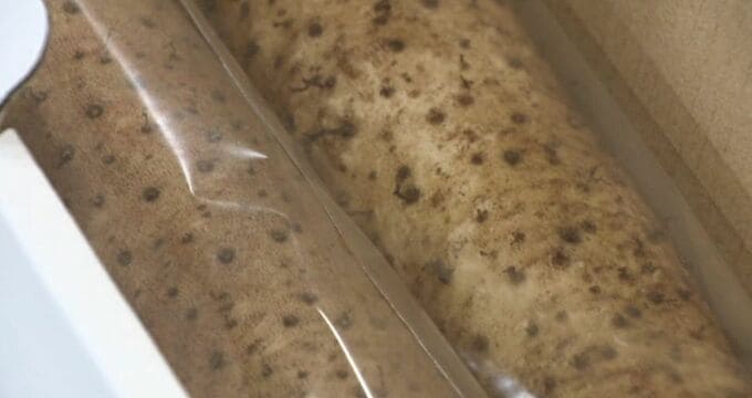 自然薯「金沢藤五郎」 生産者の減少にもめげず今シーズンの初出荷 金沢市　|　石川県のニュース｜MRO北陸放送