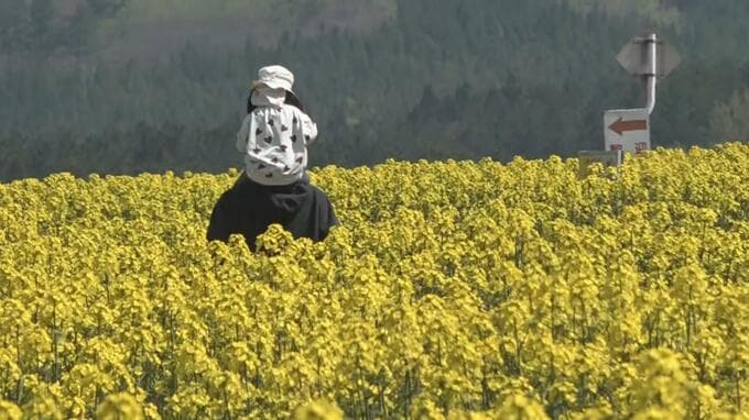 一面を埋め尽くす圧巻の“黄色い絨毯”に「きれいで感動しています」本州最大規模90ヘクタールに作付された『菜の花』が見頃に　青空と花畑の織り成す絶景がここにあった　青森県横浜町|TBS NEWS DIG