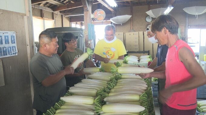 みずみずしく甘みが特徴  小松で春ダイコンの初出荷　|　石川県のニュース｜MRO北陸放送