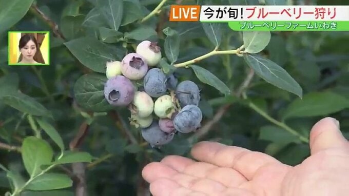ピザにチーズケーキ、かき氷も…今が旬！観光農園でブルーベリー狩り　福島・いわき市　|　福島のニュース│TUF