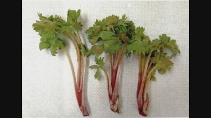 食べると死ぬことも…危険な植物「トリカブト」を食べた女性が入院　島根県　|　BSSニュース | BSS山陰放送