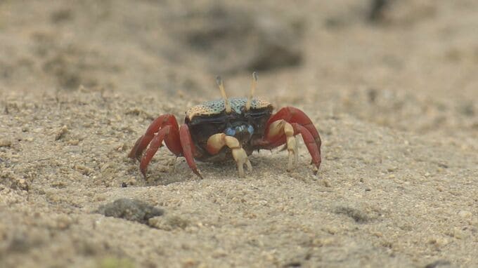 埋め立てられる浦添の海　みんなの思い出を集めて浦添西海岸の写真集をつくるプロジェクト　|　沖縄のニュース｜RBC 琉球放送