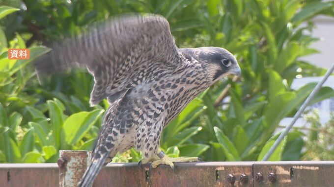 ハヤブサから“H5亜型”の鳥インフル…金沢市内で発見の死骸から検出　|　石川県のニュース｜MRO北陸放送