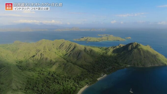 世界最大のオオトカゲ「コモドドラゴン」の住む島！ドラゴンが登場する世界遺産いろいろ【世界遺産／コモド国立公園（インドネシア）】|TBS NEWS DIG