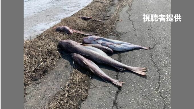 「道路に魚が落ちている」約30キロにわたって、冬の味覚タラが大量に散乱　輸送車から落下したか　3時間近くかけて回収作業　|　北海道のニュース｜HBC北海道放送