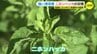 猛暑にスッキリの強い清涼感　ニホンハッカの収穫　かつては国内最大の産地　|　RCC NEWS | 広島ニュース | RCC中国放送