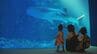のとじま水族館に「あの人気者」が帰ってきた! 体長4.5メートルの巨大な「ジンベエザメ」8か月ぶり展示再開　|　石川県のニュース｜MRO北陸放送