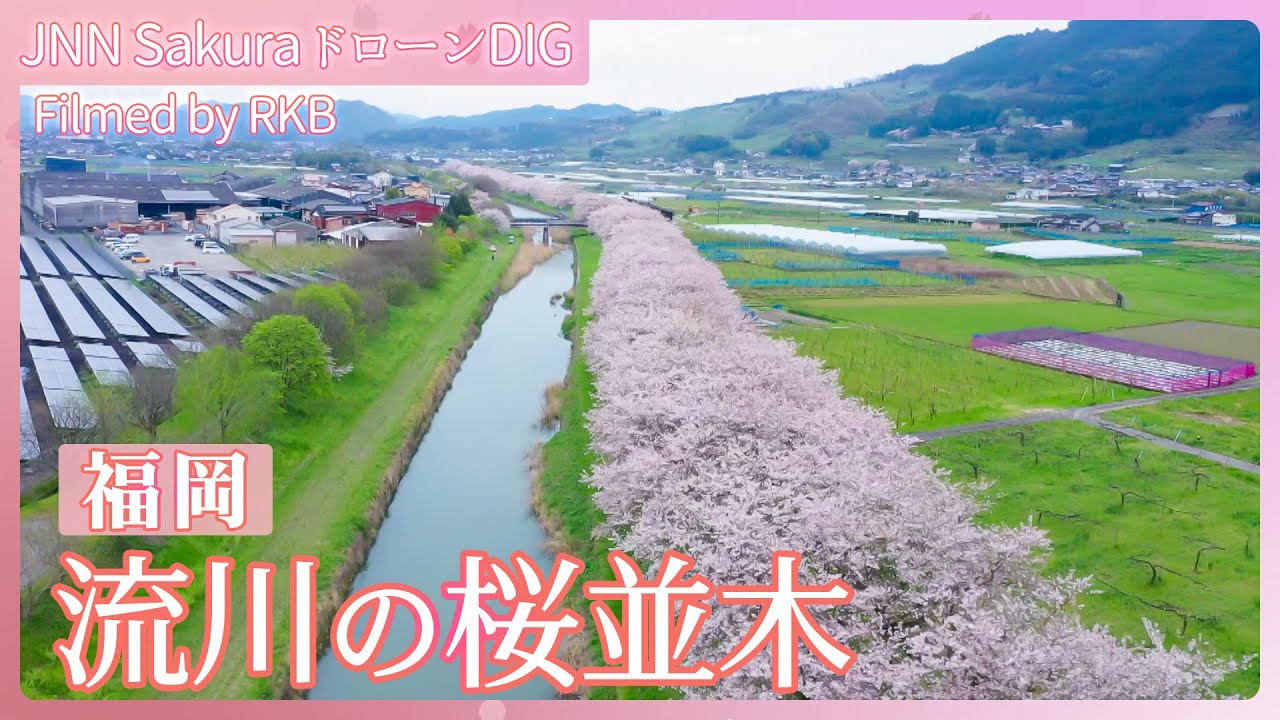 流川の桜並木（ながれかわのさくらなみき）【JNN sakuraドローンDIG 2024】 | TBS NEWS DIG