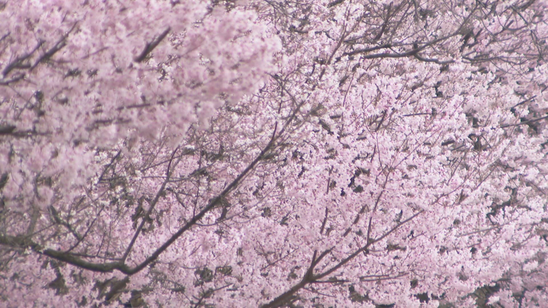 富山の桜 2026】高岡古城公園でソメイヨシノ開花！今週末に満開へ 1日