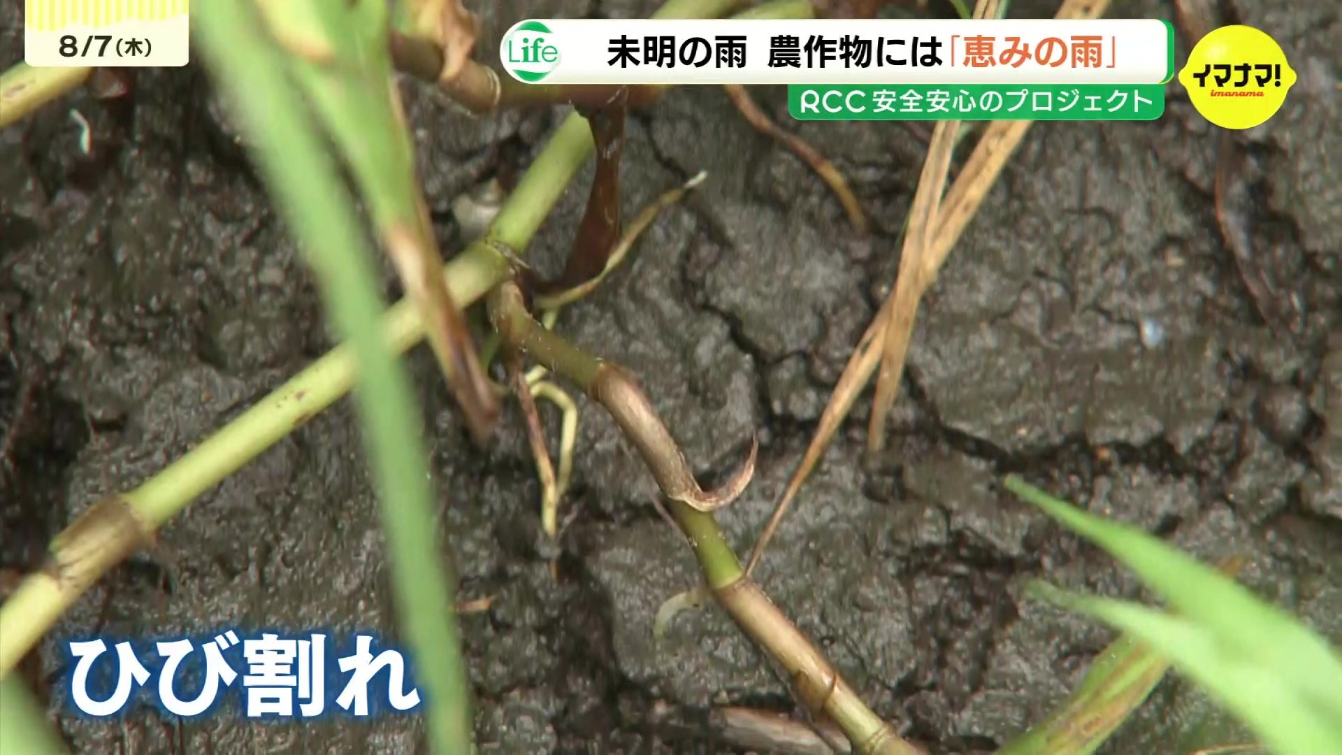 危なかった…恵みの雨」 数週間水を引けなかった田んぼ 未明の雷雨に