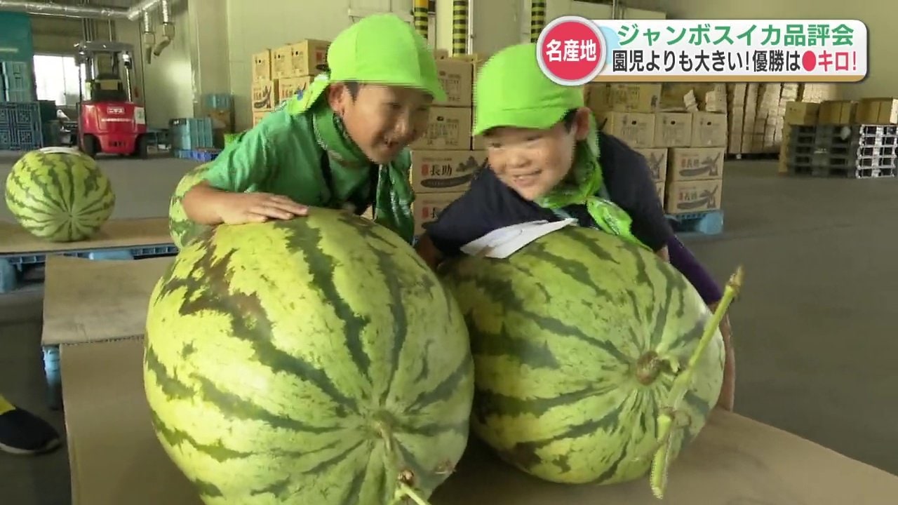 園児が乗れちゃう“100キロ超の巨大スイカ”！名産地でジャンボスイカの
