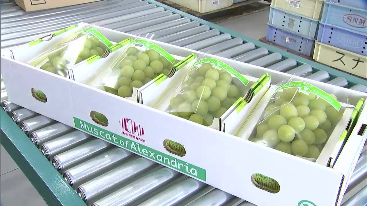 ブドウの女王 甘くて芳醇な香り マスカット オブ アレキサンドリアの出荷が始まる 岡山 倉敷市 ニュース 岡山 香川 Rsk山陽放送