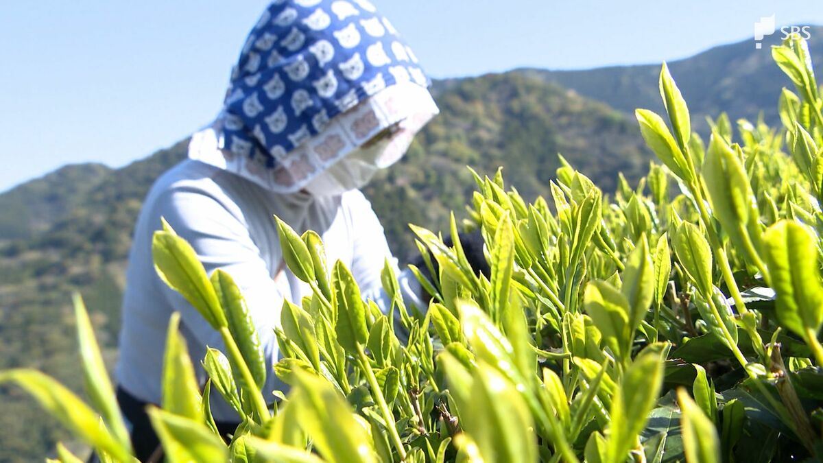 静岡には鹿児島にも負けない良いお茶がたくさんある」本格的なシーズン