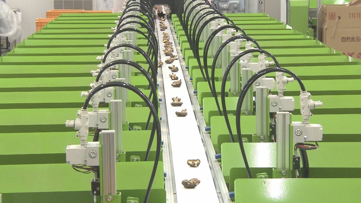 AI選別機や低温倉庫を集約　大分県椎茸農協の新たな加工施設が完成