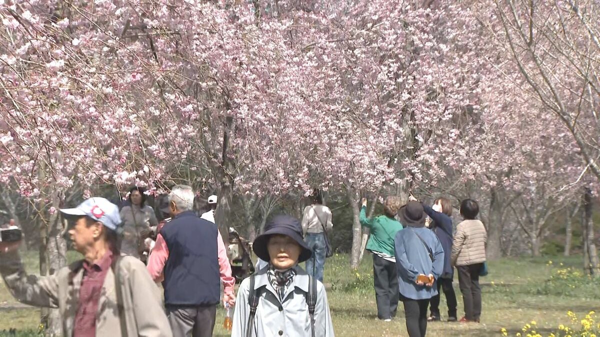 「しだれ桜」300本が満開　長湯温泉しだれ桜の里、広大な斜面を彩る　大分・竹田市