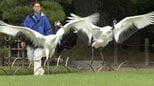 岡山後楽園のタンチョウ　今年初めての園内散策で翼を大きく広げ美しく舞う　|　岡山・香川のニュース | 天気 | RSK山陽放送