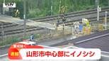 カメラが捉えた線路近くを逃げるイノシシ 捕獲試みる市や警察 山形市の中心部で目撃|TBS NEWS DIG