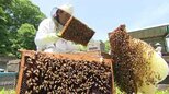 「ハチミツ」どうする?ハチが最盛期の半分…!ミツバチ飼育で養蜂園「困った!」そのワケは何と「温暖化」と「ダニの繁殖」だった…「抜本的な解決策見つからず…」|TBS NEWS DIG