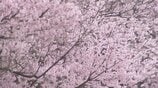 【富山の桜 2026】高岡古城公園でソメイヨシノ開花！今週末に満開へ　1日から始まる「さくらまつり」ぼんぼり点灯、夜桜散策が楽しめる魅惑のスポット　|　富山のニュース｜天気・防災｜チューリップテレビ