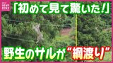 まるでサーカス!?  野生のサル3匹が綱渡り 「かわいい」とSNSで反響…でも“地元の厄介者”　広島・湯来町|TBS NEWS DIG