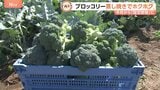 今月から指定野菜「ブロッコリー」サラダだけじゃない絶品グルメ！一大産地の埼玉県スピード半端ない収穫方法は？|TBS NEWS DIG