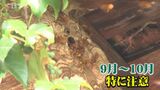 ハチの活動活発化…児童が襲われる事故も　ハチの巣の駆除依頼は去年より380件増　|　BSSニュース | BSS山陰放送