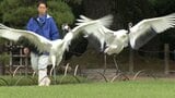 岡山後楽園のタンチョウ 今年初めての園内散策で翼を大きく広げ美しく舞う | 岡山・香川のニュース | 天気 | RSK山陽放送