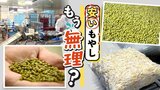 「やっぱお値段かな」安さが売りの”もやし”がピンチ 生産者235社→93社に激減 影響は学校給食にも | 福岡のニュース|RKB NEWS|RKB毎日放送
