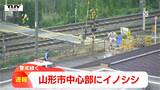 カメラが捉えた線路近くを逃げるイノシシ 捕獲試みる市や警察 山形市の中心部で目撃 | 山形のニュース│TUYテレビユー山形