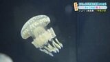 「クラゲってこういう柄していましたっけ?」“癒し”のおもしろ不思議水族館2025 愛媛・いよてつ髙島屋 | 愛媛のニュース - Nスタえひめ|あいテレビは6チャンネル