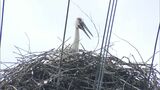 「無事巣立ちの日を迎えてほしい」5月誕生したコウノトリのひな 識別の足環が取り付けられる【香川】|TBS NEWS DIG