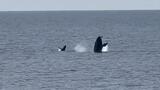 仲良く泳ぐクジラの親子を撮影 撮影者「子どもに飛び方を教えているかのよう」 読谷村残波岬|TBS NEWS DIG