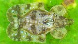 秋田県中央部で海外からの侵入害虫アワダチソウグンバイの発生を確認 キク科雑草の防除呼びかけ 秋田|TBS NEWS DIG