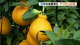 暖房ハウスで育てた『加温デコポン』年末年始の贈答用に | 熊本のニュース|RKK NEWS|RKK熊本放送