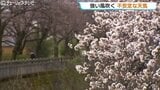 雨が強く降ったりやんだりで風が強く不安定な天気 気温は5月中旬並みで磯部堤の桜も見ごろに近づく 富山|TBS NEWS DIG
