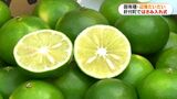 皮薄く果汁多く「辺塚だいだい」収穫シーズン ドレッシング原料の需要も増加 鹿児島・肝付町 | 鹿児島のニュース|MBC NEWS|南日本放送