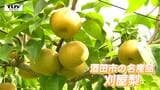 「とにかく甘みが強い！」酒田の名産・刈屋梨の収穫が最盛期　天候に恵まれ良い出来に　採れたてが並ぶ直売所も賑わう（山形）　|　山形のニュース│TUYテレビユー山形