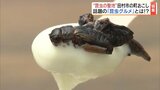 カブトムシドームにコオロギソフト、タガメサイダー!?夏休みは『昆虫の聖地』田村市へ!福島 | 福島のニュース│TUF