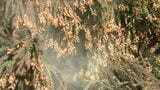 日本人の４割を悩ませる花粉症　今年は多め？？　かしこく乗り切るコツ“鹿児島は５人に１人”　|　鹿児島のニュース｜MBC NEWS｜南日本放送