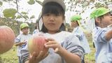 値上げに対応するコツ…”地産地消”　今が旬のリンゴ狩り　鳥取県八頭町　|　BSSニュース | BSS山陰放送